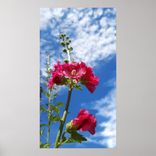 Póster Flor de Hollyhocks, Alcea Rosea