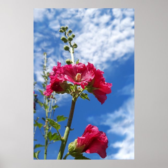 Póster Flor de Hollyhocks, Alcea Rosea (Frente)