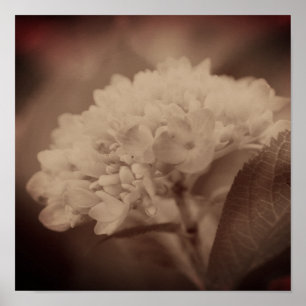 Póster Flor de Hortensia en Sepia Antiguo
