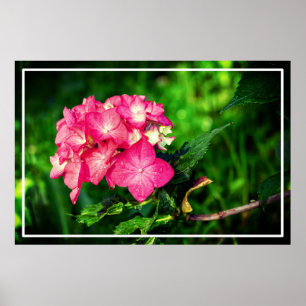 Póster Flor de Hydrangea rosa natural 34694