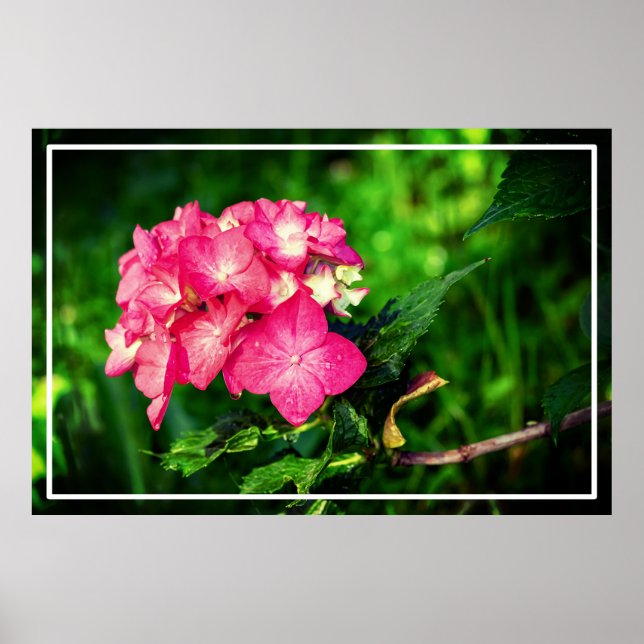 Póster Flor de Hydrangea rosa natural 34694 (Frente)