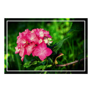 Póster Flor de Hydrangea rosa natural 34694