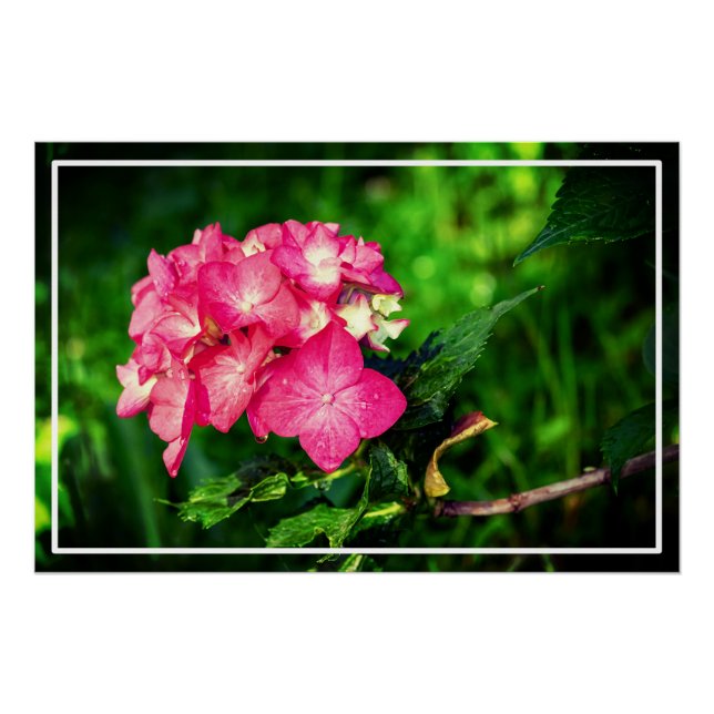 Póster Flor de Hydrangea rosa natural 34694 (Anverso)