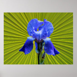 Póster Flor de iris