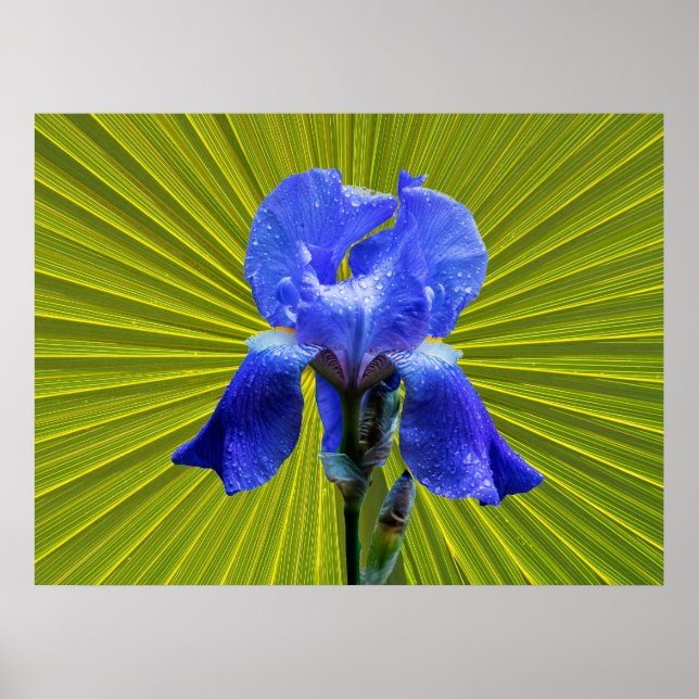 Póster Flor de iris (Frente)