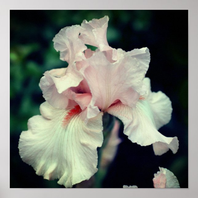 Póster Flor de Iris Barbudo en Melocotón (Frente)