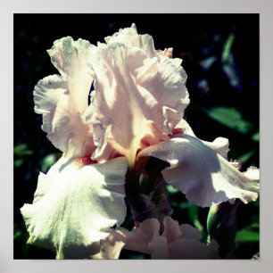Póster Flor de Iris Barbudo Melocotón 2 de Cerca