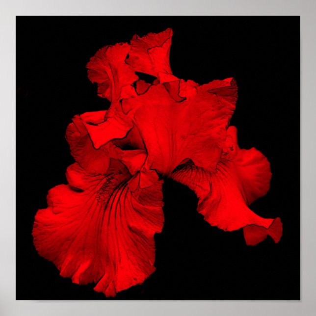 Póster Flor de Iris Barbudo Rojo Caliente (Frente)
