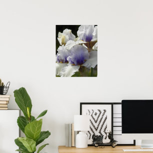 Póster Flor de Iris Blanca y Morada