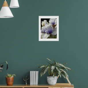 Póster Flor de Iris Blanca y Morada
