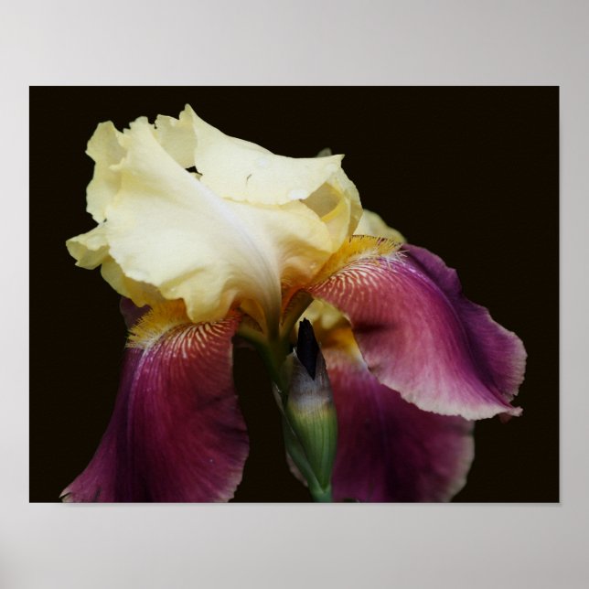 Póster Flor de iris con barba amarilla (Frente)
