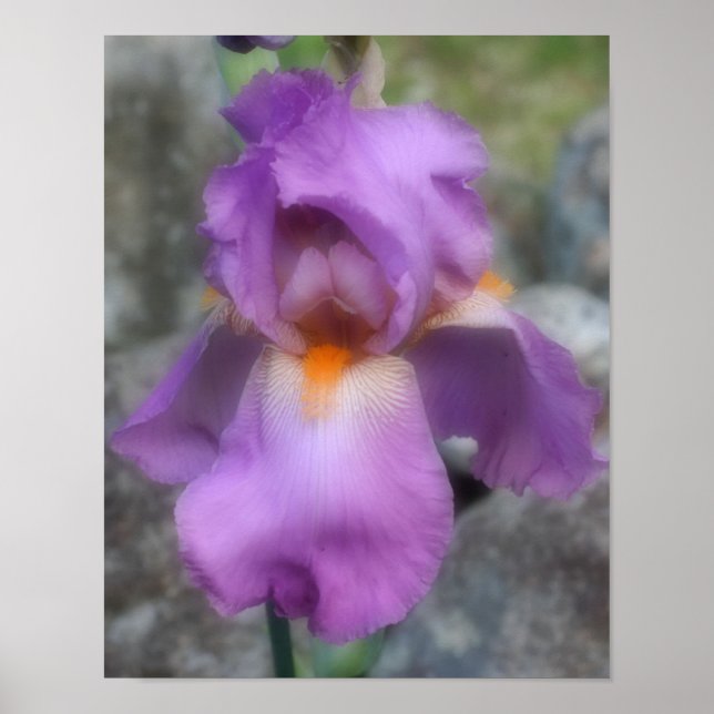 Póster Flor de iris con barba de lavanda de ensueño