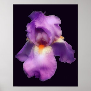 Póster Flor de iris con barba de lavanda de ensueño