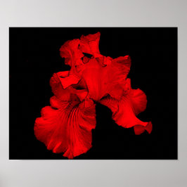 Póster Flor de iris de barba caliente roja