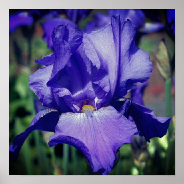 Póster Flor de Iris de Barba Púrpura (Frente)