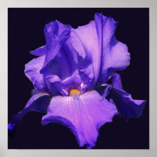 Póster Flor de Iris de Barba Púrpura