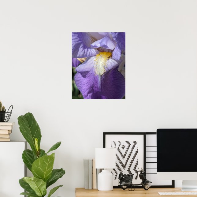 Póster Flor de Iris de Barba Púrpura (Oficina en casa)