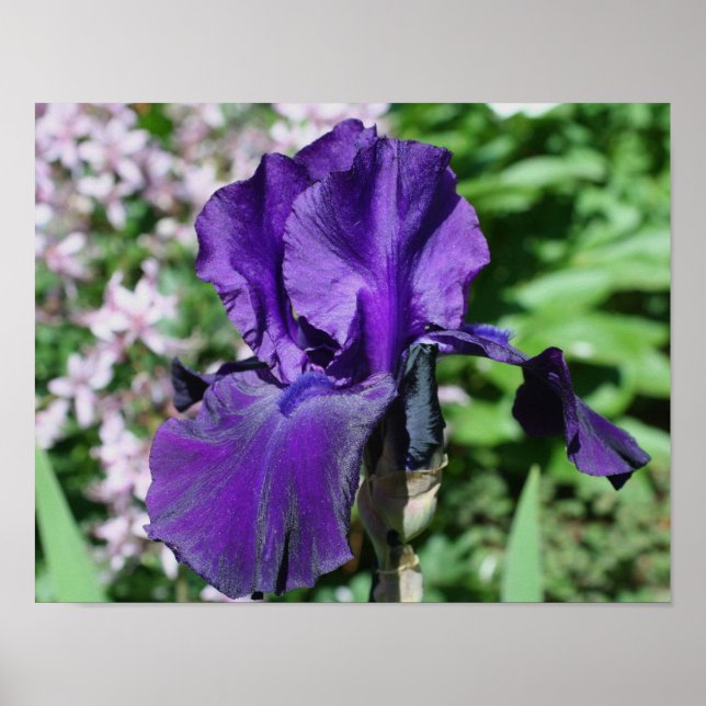 Póster Flor De Iris De Púrpura De Velvety (Frente)