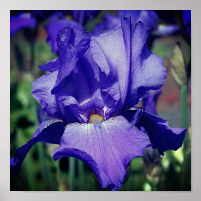 Póster Flor de iris morada (Frente)