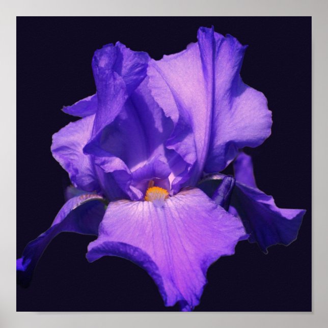 Póster Flor de iris morada (Frente)