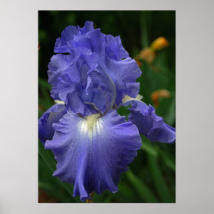 Póster Flor de iris morado brillante
