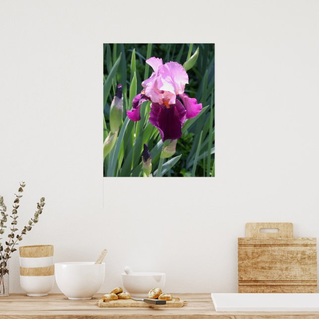 Póster Flor de Iris Rosa Besada por el Sol (Cocina)