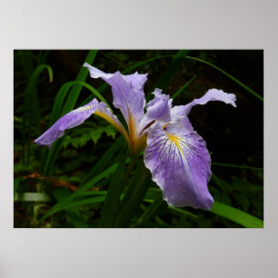 Póster Flor de Iris salvaje Morado Floral