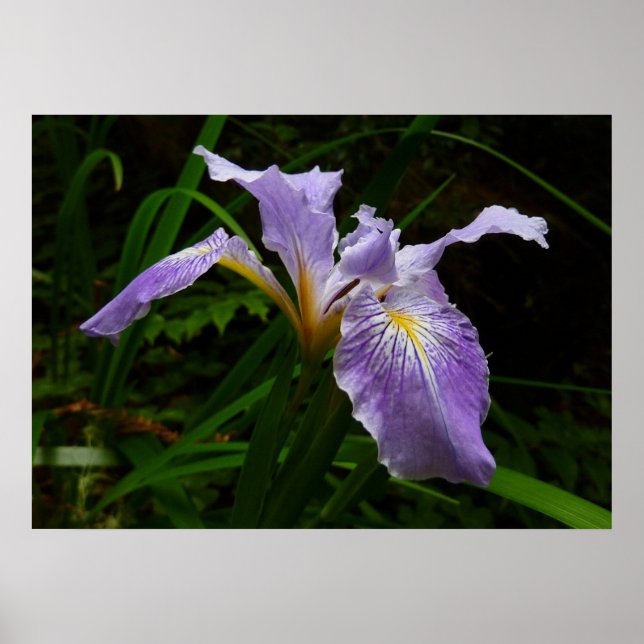 Póster Flor de Iris salvaje Morado Floral (Frente)
