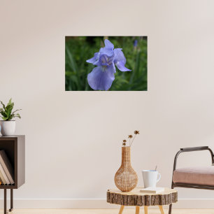 Póster Flor de Iris Violeta Bonita