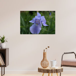 Póster Flor de Iris Violeta Bonita