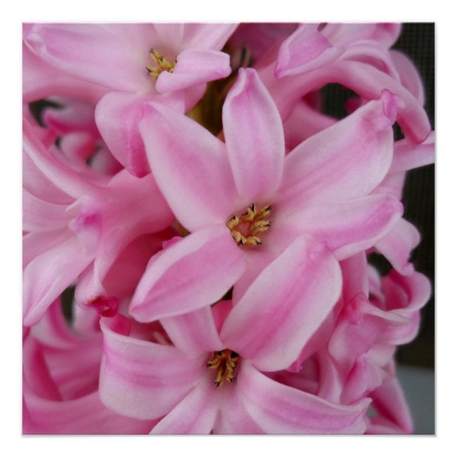 Póster flor de jacinto rosa (Anverso)