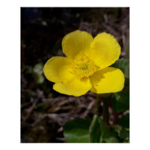 Flor de jardín amarilla