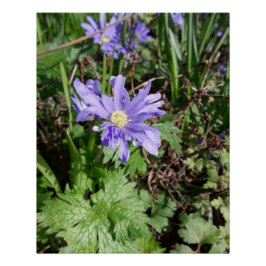 Póster Flor de jardín azul