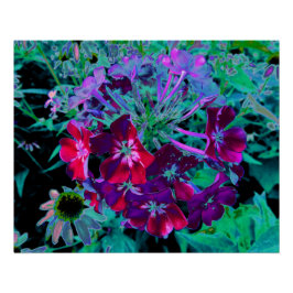 Póster Flor de jardín dramática roja, púrpura y rosa