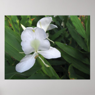 Póster Flor de jengibre blanco hawaiana