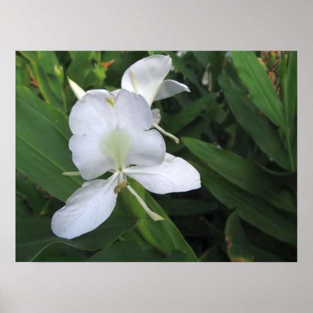 Póster Flor de jengibre blanco hawaiana (Frente)