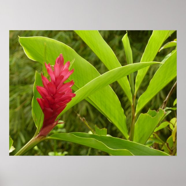Póster Flor de jengibre rojo (Alpinia) Tropical (Frente)