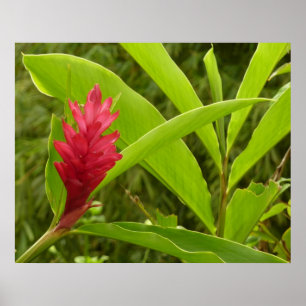 Póster Flor de Jengibre Rojo (Alpinia) Tropical