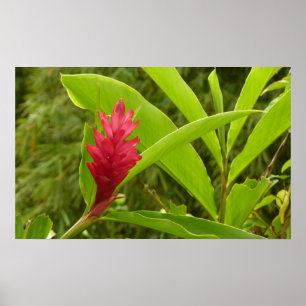 Póster Flor de jengibre rojo (Alpinia) Tropical