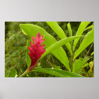 Póster Flor de jengibre rojo (Alpinia) Tropical