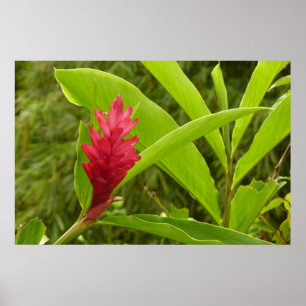 Póster Flor de Jengibre Rojo (Alpinia) Tropical