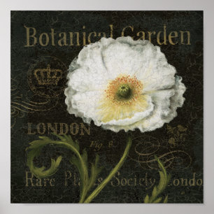 Póster Flor de la amapola blanca