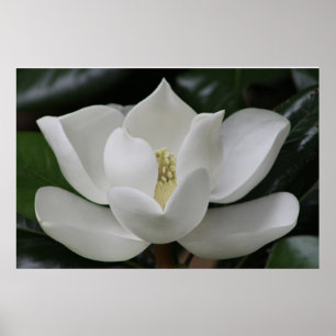 Póster Flor de la magnolia en el campus de Blacksburg