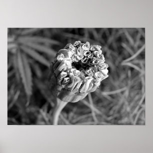 Póster Flor de la maravilla