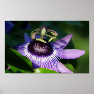 Póster Flor de la pasión