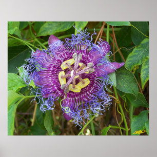 Póster Flor de la Pasión