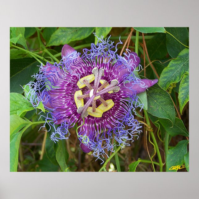 Póster Flor de la Pasión (Frente)