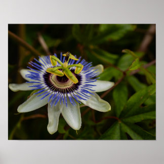 Póster Flor de la Pasión Común