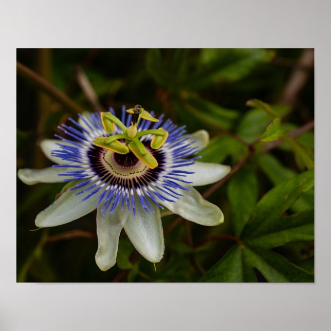 Póster Flor de la Pasión Común (Frente)