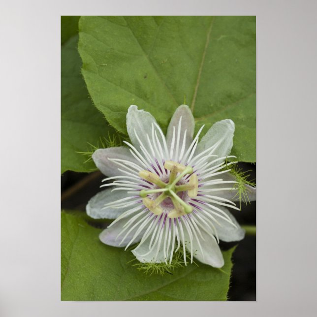 Póster Flor de la Pasión de Galápagos Passiflora foetida (Frente)